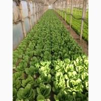Продам салат листовой зелёный и красный, салат Ромен
