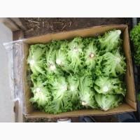 Продам салат листовой зелёный и красный, салат Ромен