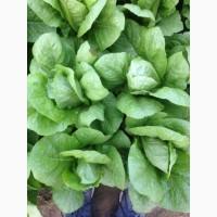 Продам салат листовой зелёный и красный, салат Ромен