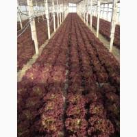 Продам салат листовой зелёный и красный, салат Ромен