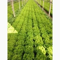 Продам салат листовой зелёный и красный, салат Ромен