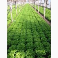 Продам салат листовой зелёный и красный, салат Ромен