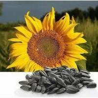 Семена подсолнечника гибрид Селянин F1