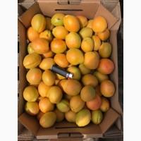 Продам абрикос Олимп отличного качества