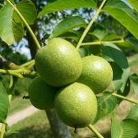 Грецкий орех Великан 2-х летний