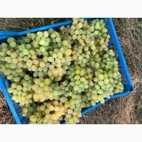 Продам Виноград на вино
