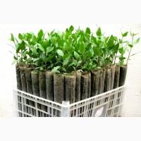 Саженцы фисташки, Киргизская высокогорная