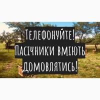 Куплю мед соняшниковий від 5 т. дорого