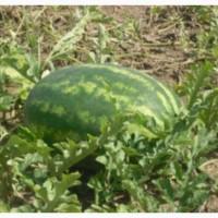 Продам арбуз с поля опт