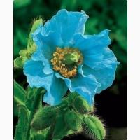 Меконопсис.Гімалайський мак блакитний
