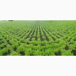 Насіння ФАЦЕЛІЇ