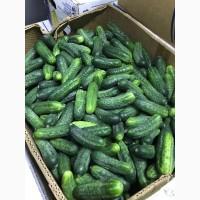 Продам огірок який ідеально підходить для засолки розмір 7-11