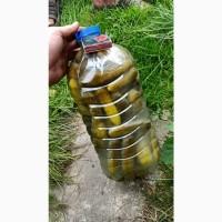 Продам квашений огірок