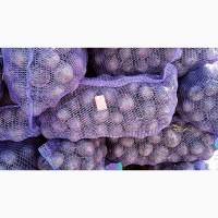 Продам свеклу столовою сорт пабло