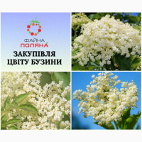 Купуємо цвіт бузини