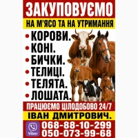 Закуповуємо врх на м#039;ясо та на тримання. корови. коні. бички.телиці.телята