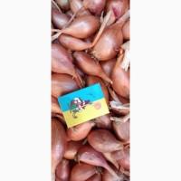 Продам лук шалот (кущівка)