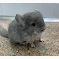 Шиншилла фиолетовая 100% ангора, девочка