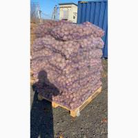 Картопля Товарна Гуртом, Якість із ПДВ