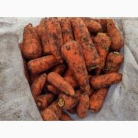 Продам морковь. сорт абака