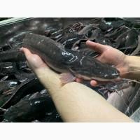 Африканский сом, риба, філе, патраний, охолоджений, стейки, вакуум