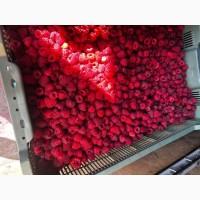 Продам малину (свіжа)