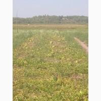 Продам кавун