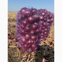 Продам цибулю Марс