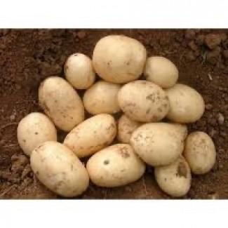 Посадкова картопля Саншайн Житомирська область купити, роздріб від 10 кг