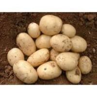 Посадкова картопля Саншайн Житомирська область купити, роздріб від 10 кг