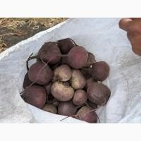 Буряк товарний і на переробку