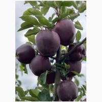 Продам яблука гарної якості