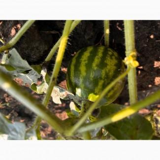 Продам кавун сорту продюсер