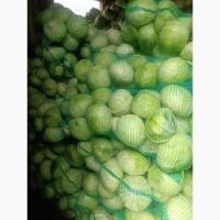 Продам капусту Агресор, Сторідор