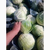 Продам капусту агресор без тріпси та гнилі та буряк пабло 0688386670