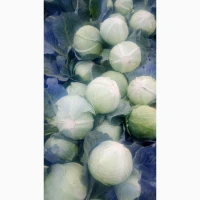 Продам капусту агресор без тріпси та гнилі та буряк пабло 0688386670