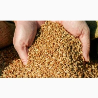 Продам товарну пшеницю з пдв та без
