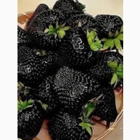 Полуниця ампельна (каскадна)чорноплодна сорту Мавр