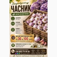 Купуємо часник оптом по всій Україні