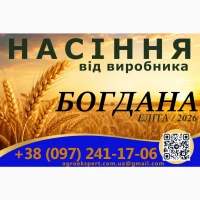 Елітне насіння озимої пшениці 2026 року від виробника