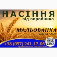 Елітне насіння озимої пшениці 2026 року від виробника