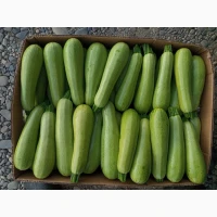Продам кабачок
