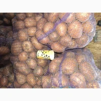 Продам картоплю белароса