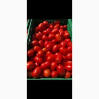 Продам помидор сливку Галилея