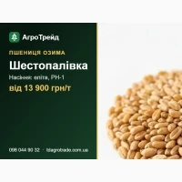 Купити насіння пшениці Шестопалівка - еліта, РН-1, документи | від 13 900 грн/т
