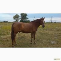 Продам коня