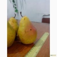 Продам грушу Ноябрьская