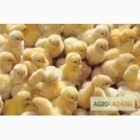 Продам цыплят! ДЕШЕВО