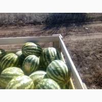 Продажа бахчевых -Арбузы