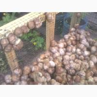 Виноградная улитка HELIX POMATIA своя
